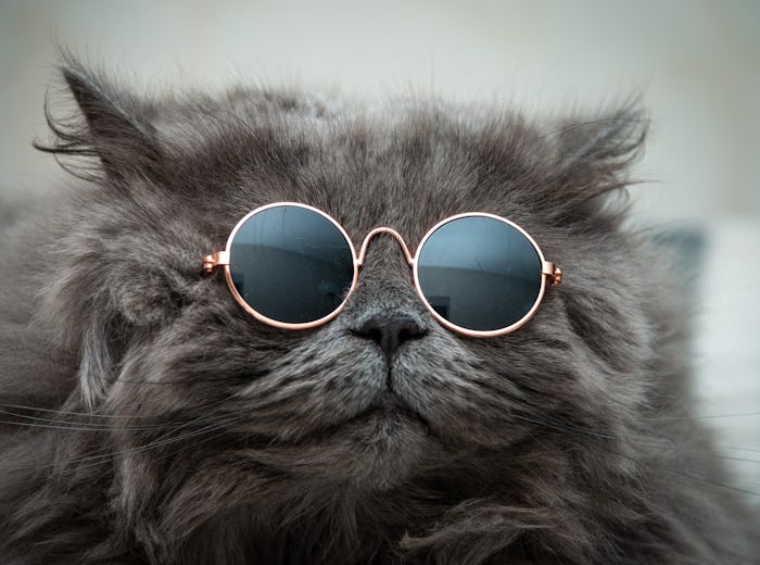 funny cat in round sunglasses close-up