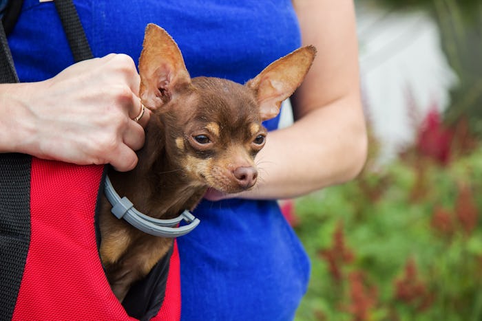 Russian Toy Terrier in a red bag on the shoulder of a girl. The owner with her dog in her arms