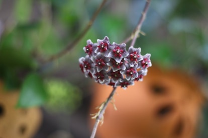 Hoya sp. Porcelain Flower or Wax Flower in the dark red color with white rim bloom on the blur backg...