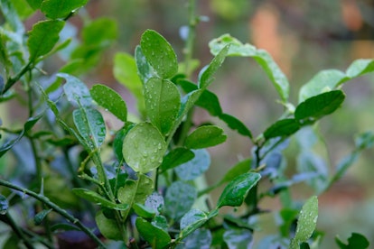 kaffir lime leaves or lemon leaves