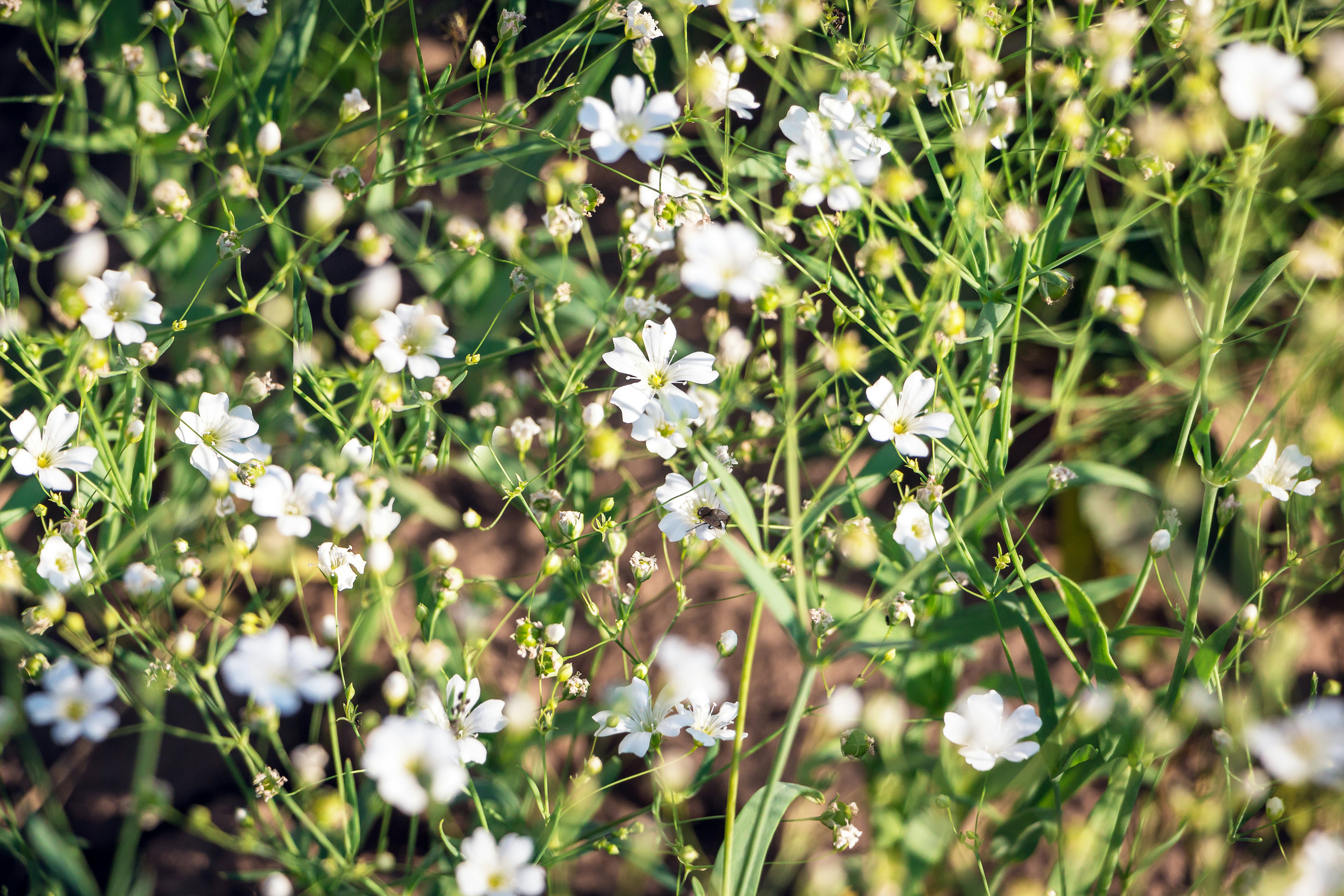 16 Cheap Wedding Flowers That Still Look Beautiful For Couples On