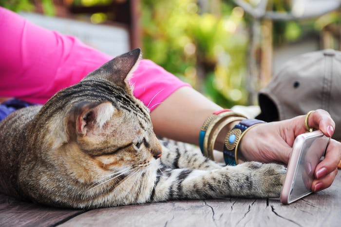 Cat play the phone.