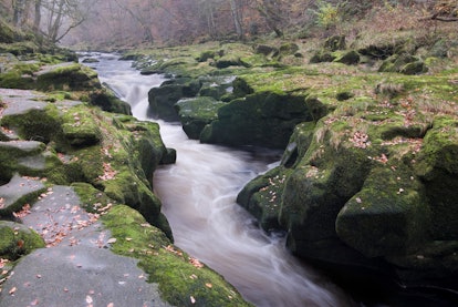 The Strid in Strid Woods near Bolton Abbey in Wharfedale, in the Yorkshire Dales in autumn