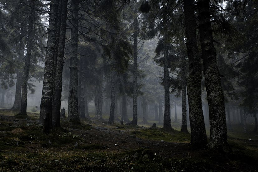 Foggy dark forest with a black slope