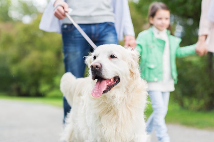 family, pet, domestic animal and people concept - close up of family with labrador retriever dog on ...