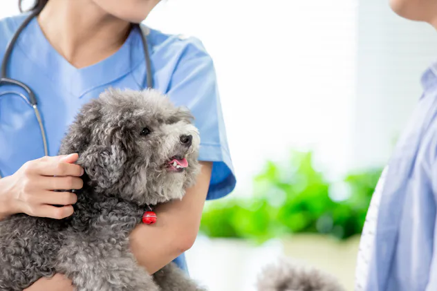View of How To Get Your Dog To Stop Eating Grass, According To Experts