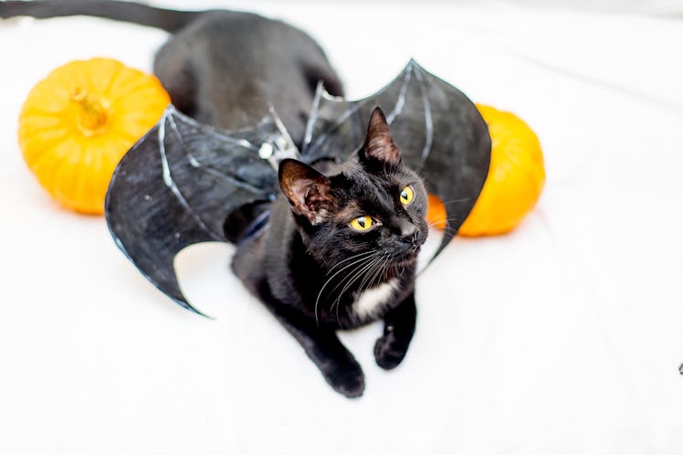 Halloween cat in a costume with pumpkins