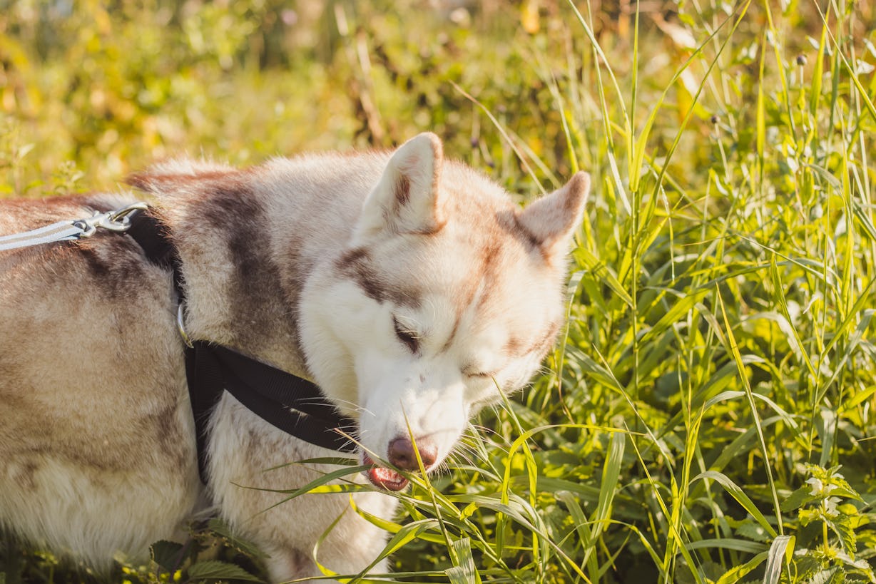 How To Get Your Dog To Stop Eating Grass, According To Experts