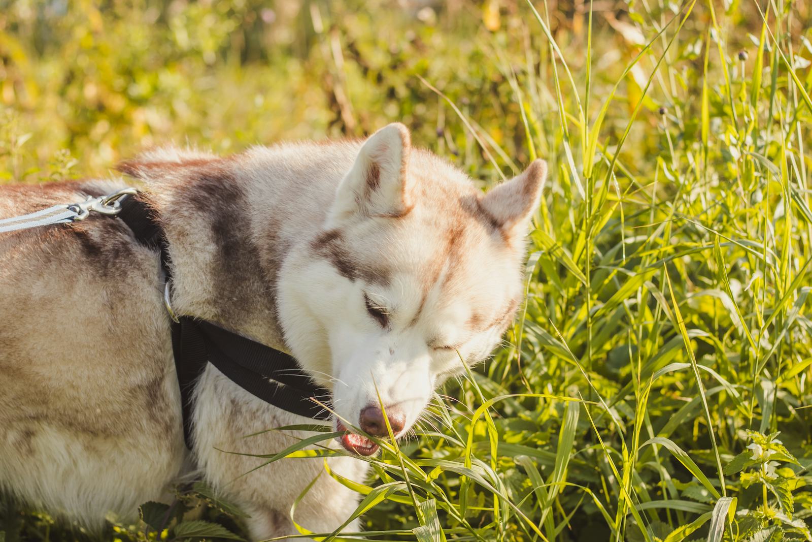 How To Get Your Dog To Stop Eating Grass, According To Experts