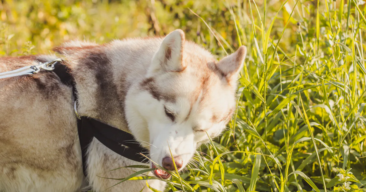 A closer look at Dogs Eating Weeds For Immune System Boost