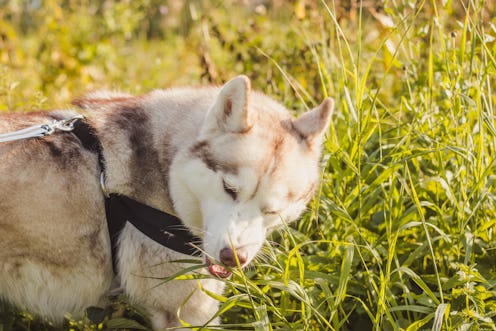 Young husky dog for a walk in the park in autumn. Husky breed. Light fluffy dog. Walk with the dog. ...