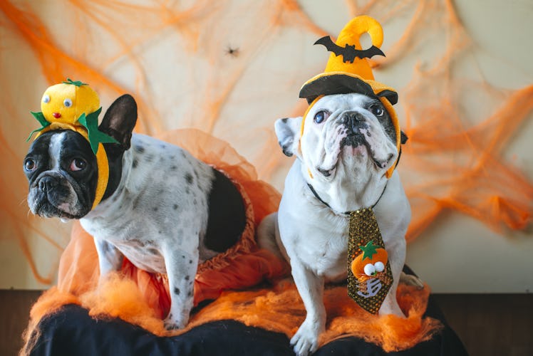 couple of dogs with halloween costume