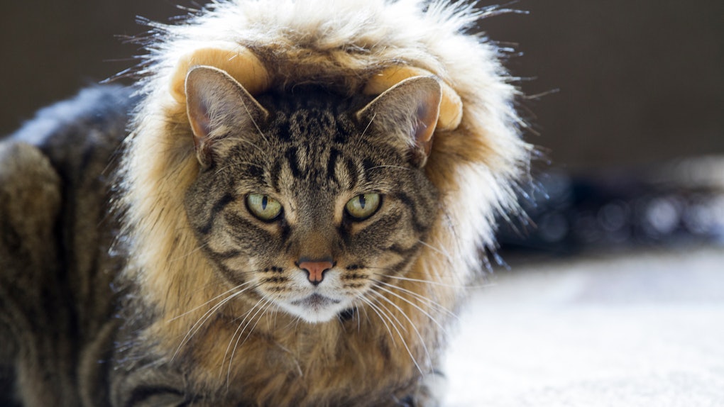 34 Captions For Your Cat S Costume That Are Spooky So Adorable