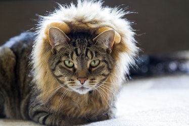 A cat wearing a lion costume for Halloween.