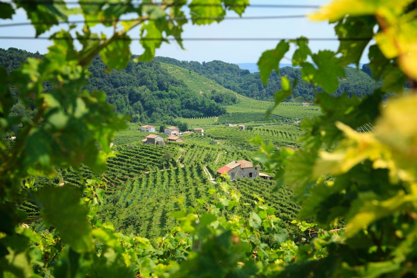 Conegliano Valdobbiadene Region, Italy, - Region in northern Italy famous for its wineries producing...