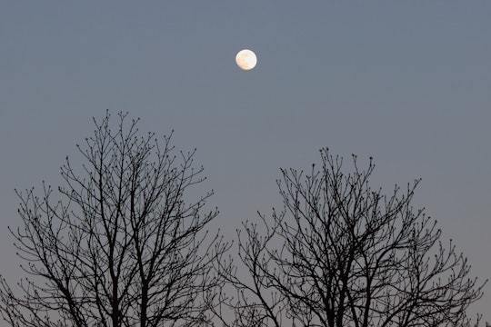 White full moon against black silhouettes of tree branches in the evening sky