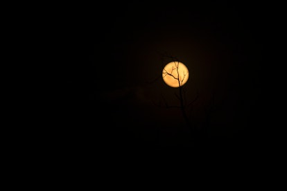 The silhouette of the tree and the full moon,Full moon, black background
