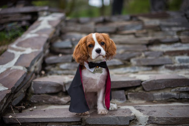 Cute puppy dracula cavalier king charles