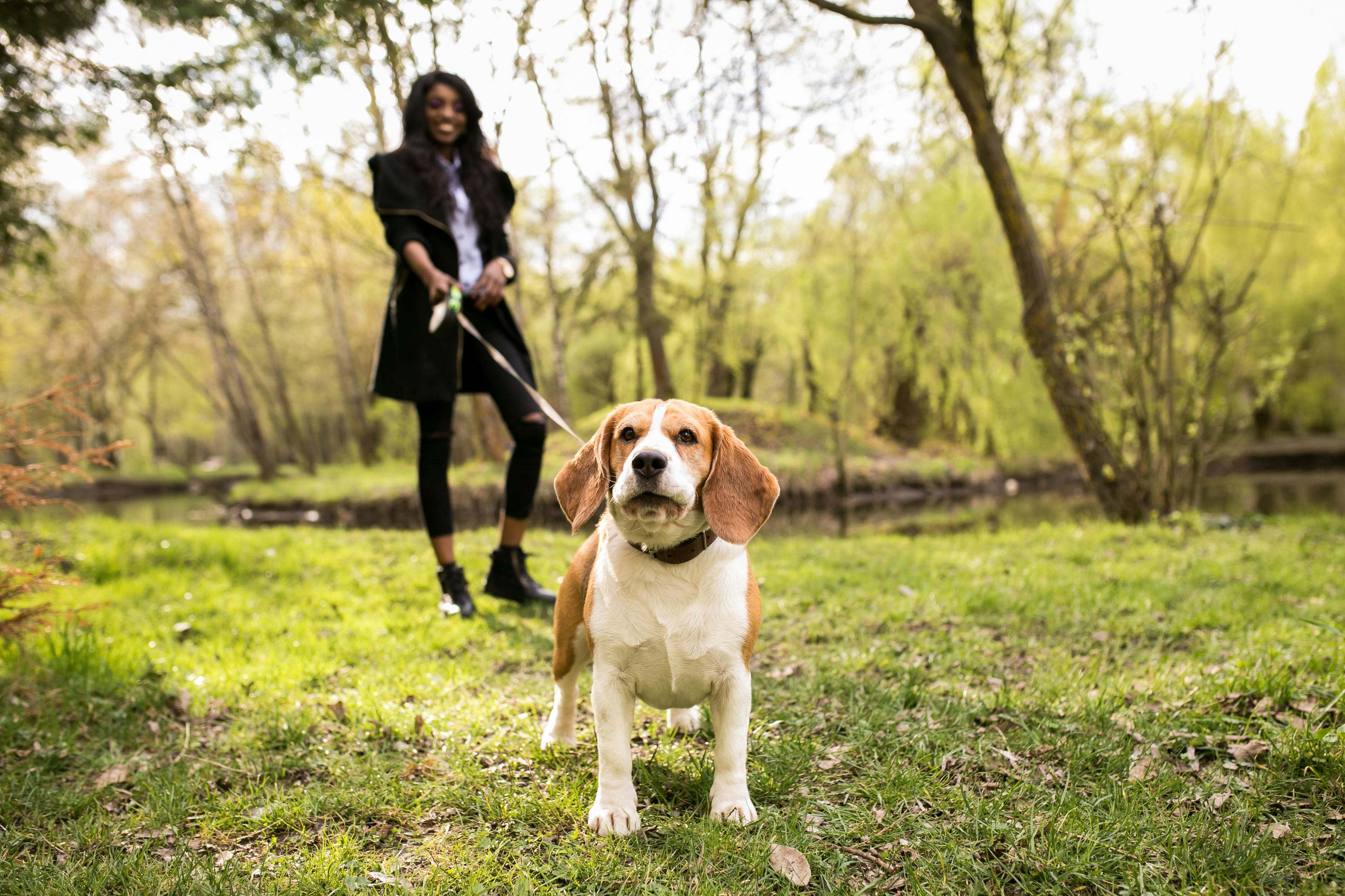 How To Get Your Dog To Stop Eating Grass, According To Experts