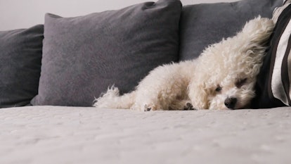 Bichon Frise Dog sleeping on a pillow of a bed 
