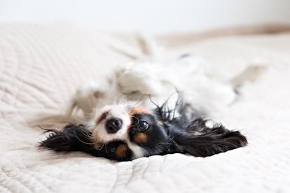 cute dog lying on the bed and resting