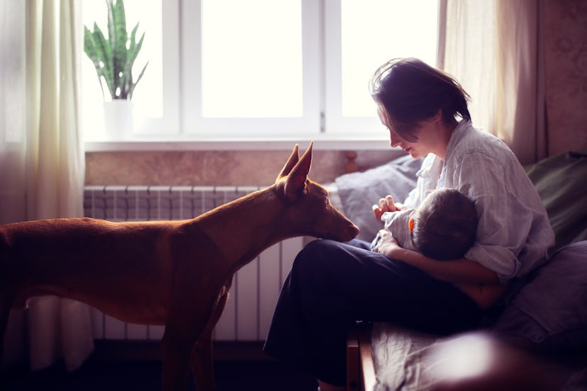 Mom breastfeeds the baby on the bed and next to the dog of Pharaoh’s breed, in the real room, gray t...