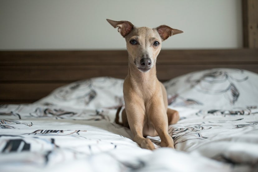 Brown dog Italian greyhound lying in bed with white bedding