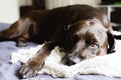 Front facing view of a black/brown adult labrador retriever laying on a bed and cuddling with white ...