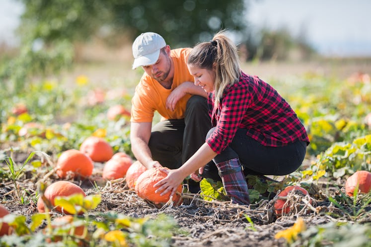 Two young farmers picking  pumpkins at field - Thanksgiving and Halloween preparation 