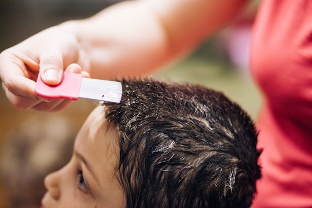 Special comb being used in hair of young boy to pick nits and lice from head. 