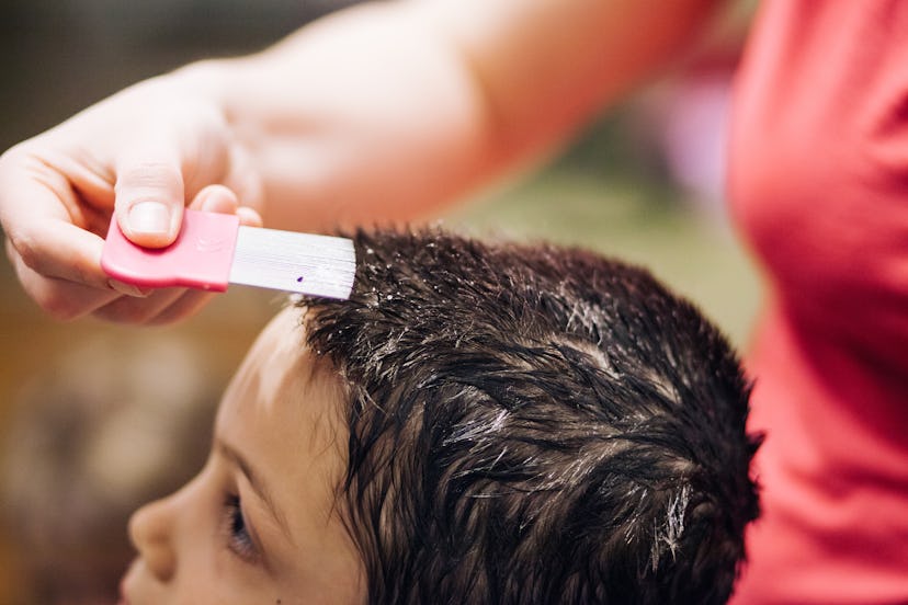 Special comb being used in hair of young boy to pick nits and lice from head. 