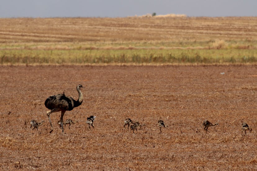 Ostriches are seen at a farm in the Cerrado ecosystem, outskirts of Brasilia, Brazil, . According to...