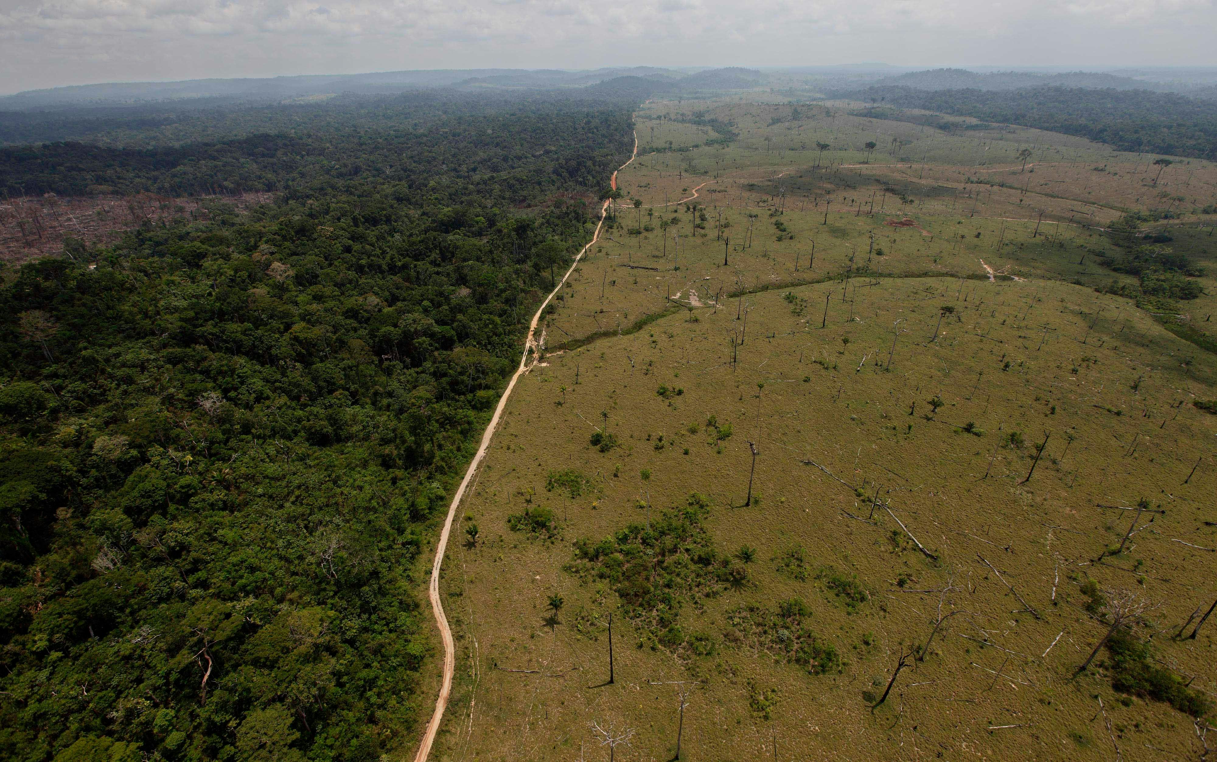 Brazil’s Cerrado Region Faces Deforestation Endangering Thousands Of ...