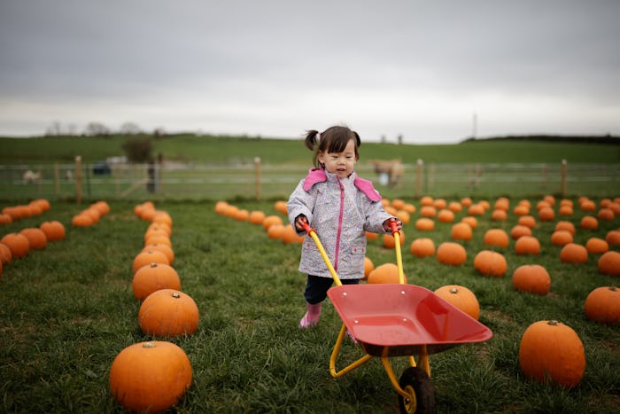 toddler girl picking pumpkin in farm 