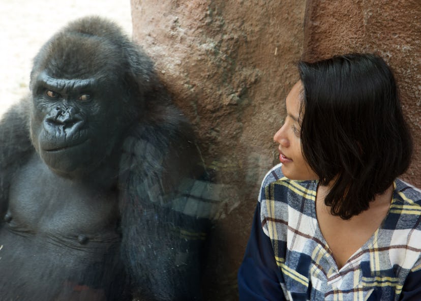 Zoo visitor at the gorilla enclosure. A woman looks at facial expressions gorillas behind glass. Fun...