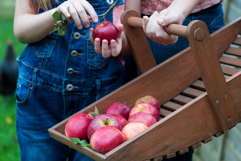 family members collecting apples from an organic fruit tree on a small holding , selective focus and...