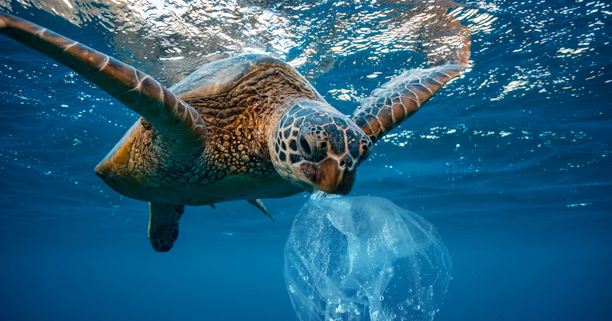How to help the oceans