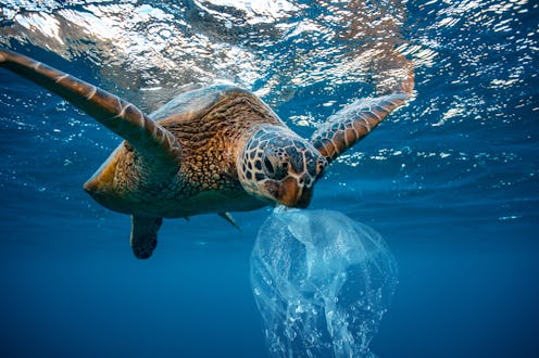 Water Environmental Pollution Problem Underwater animal Sea turtle eating Plastic