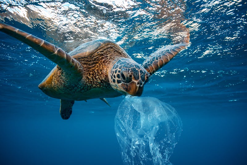 Water Environmental Pollution Problem Underwater animal Sea turtle eating Plastic 