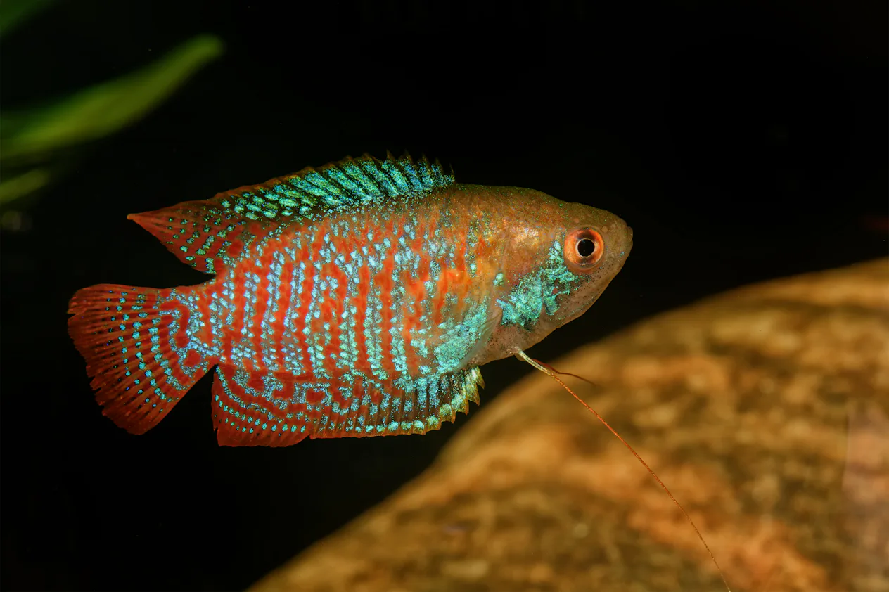 Hardies Fish 12 Hardy Fish That Are Hard To Kill & Best For Kids To Take Care Of