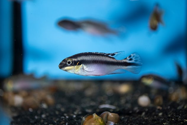 Kribensis Cichlid (kribensis pulcher) in freshwater aquarium