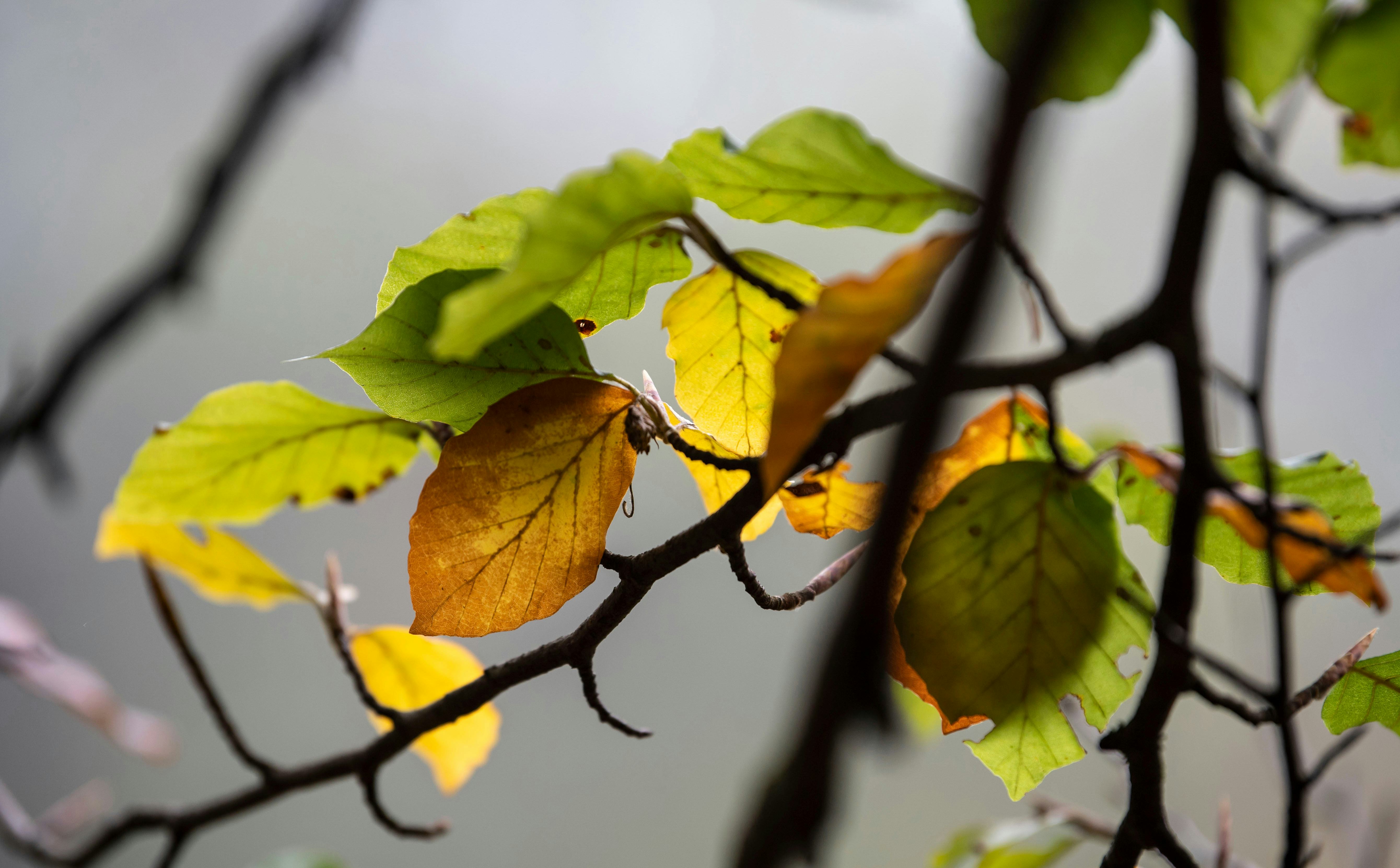 The leaves of a tree near the Isar River are coloured in autumn in Munich, Germany, 19 October 2018....