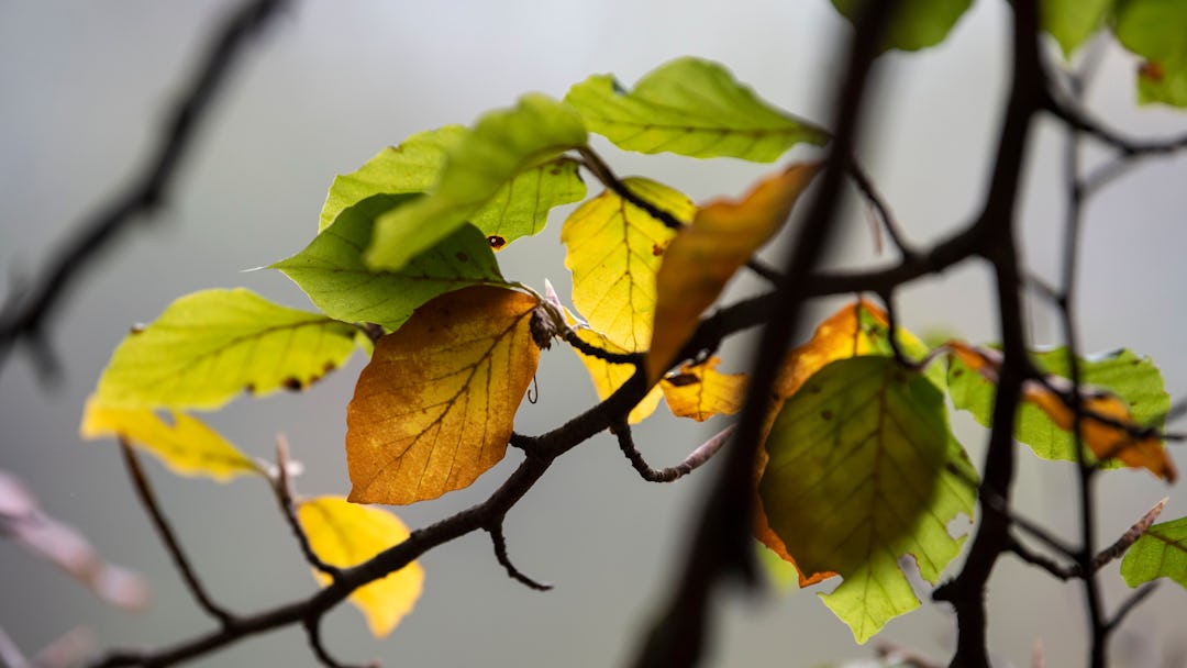 The leaves of a tree near the Isar River are coloured in autumn in Munich, Germany, 19 October 2018....