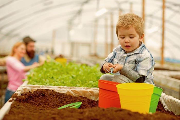 summer gardening. small boy gardening in summer. summer gardening concept. summer gardening of famil...