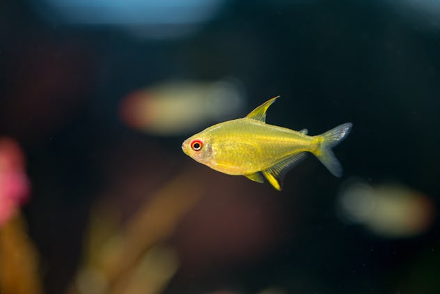 Lemon tetra yellow aquarium fish (Hyphessobrycon pulchripinnis) with a black background