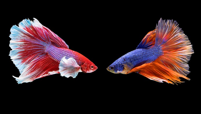 Siamese fighting fish, hardy fish for kids