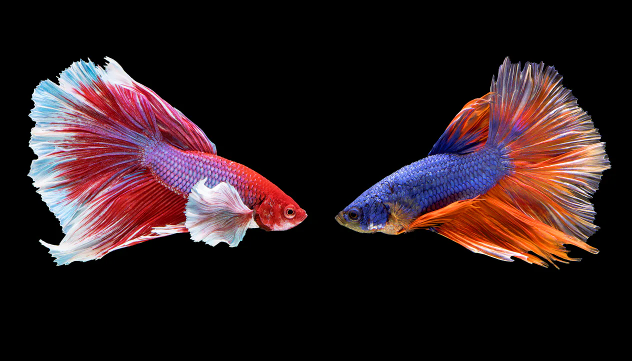 Hardies Fish 12 Hardy Fish That Are Hard To Kill & Best For Kids To Take Care Of