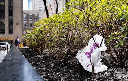 A plastic bag is seen caught in a bush in New York, New York, USA, 02 April 2019. The New York State...