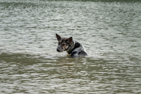 A stray dog sits alone in the flood abandoned.