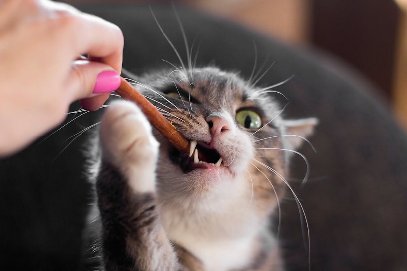 Image result for cat and the treat